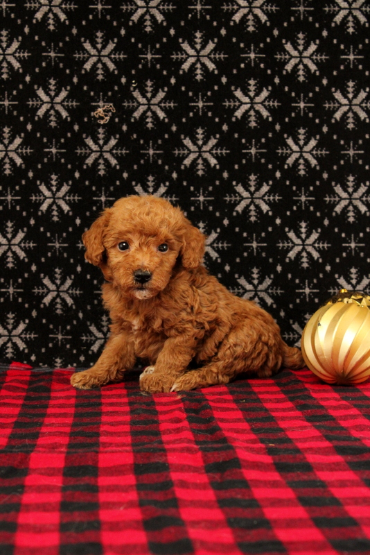 puppy, for, sale, Mini Poodle, Matthew B. Stoltzfus, dog, breeder, Gap, PA, dog-breeder, puppy-for-sale, forsale, nearby, find, puppyfind, locator, puppylocator, aca